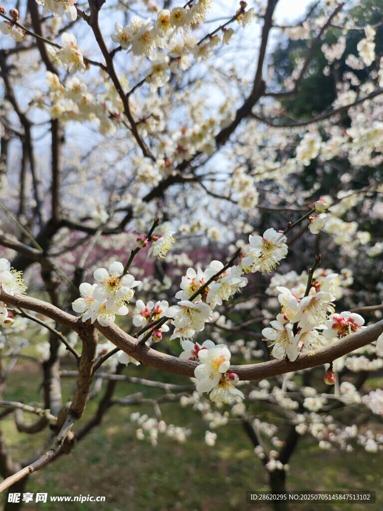 白色桃花枝头繁花绽放的春日美景