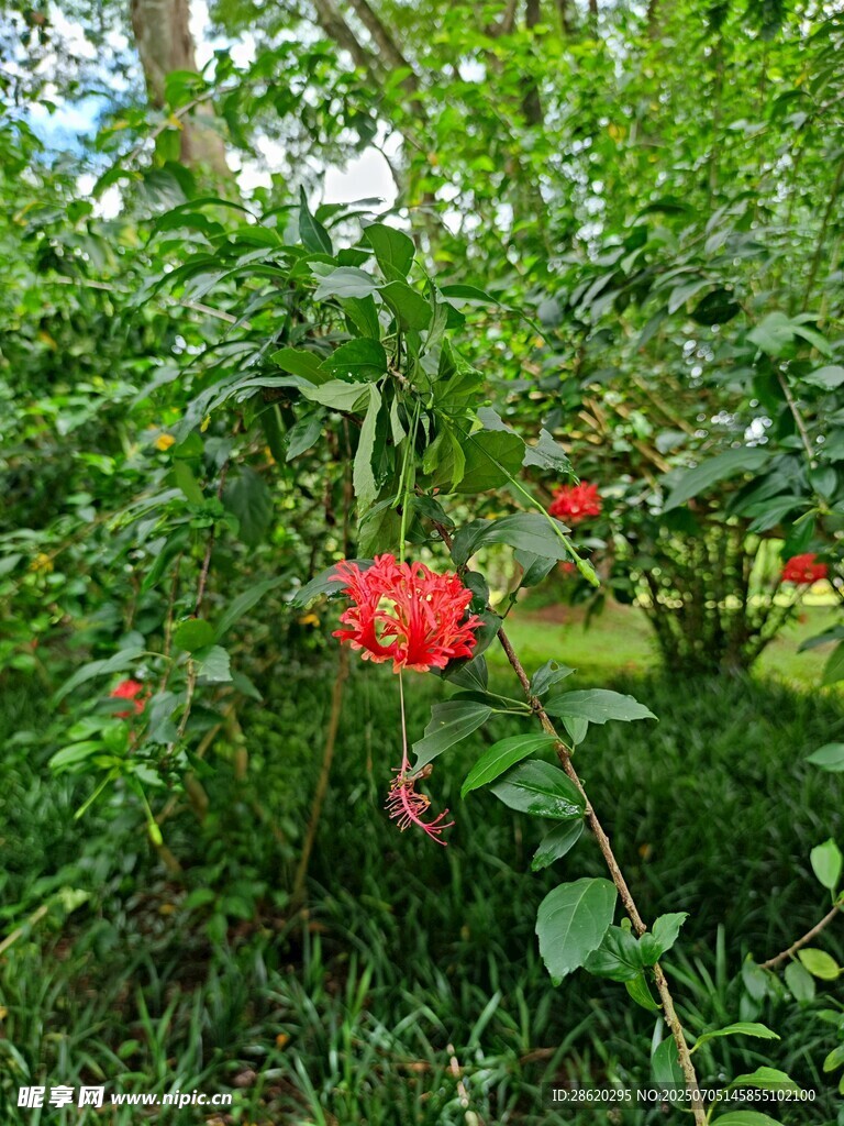 绿叶丛中娇红色花艳红玫瑰