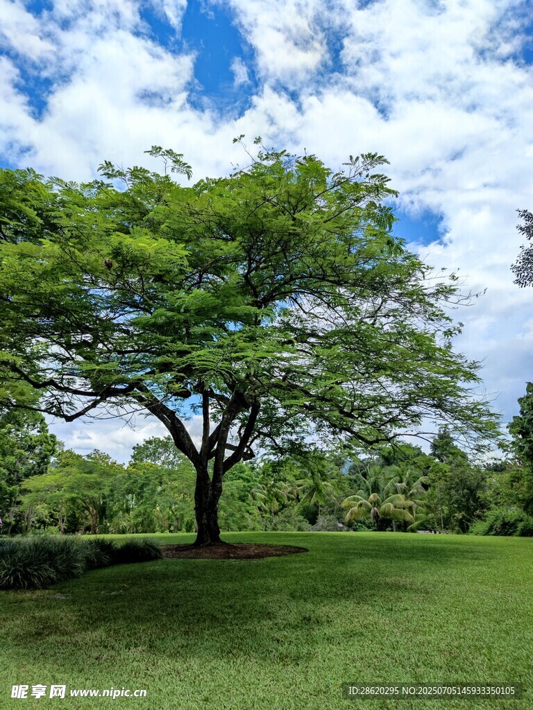 热带雨林风景绿野中独树成景