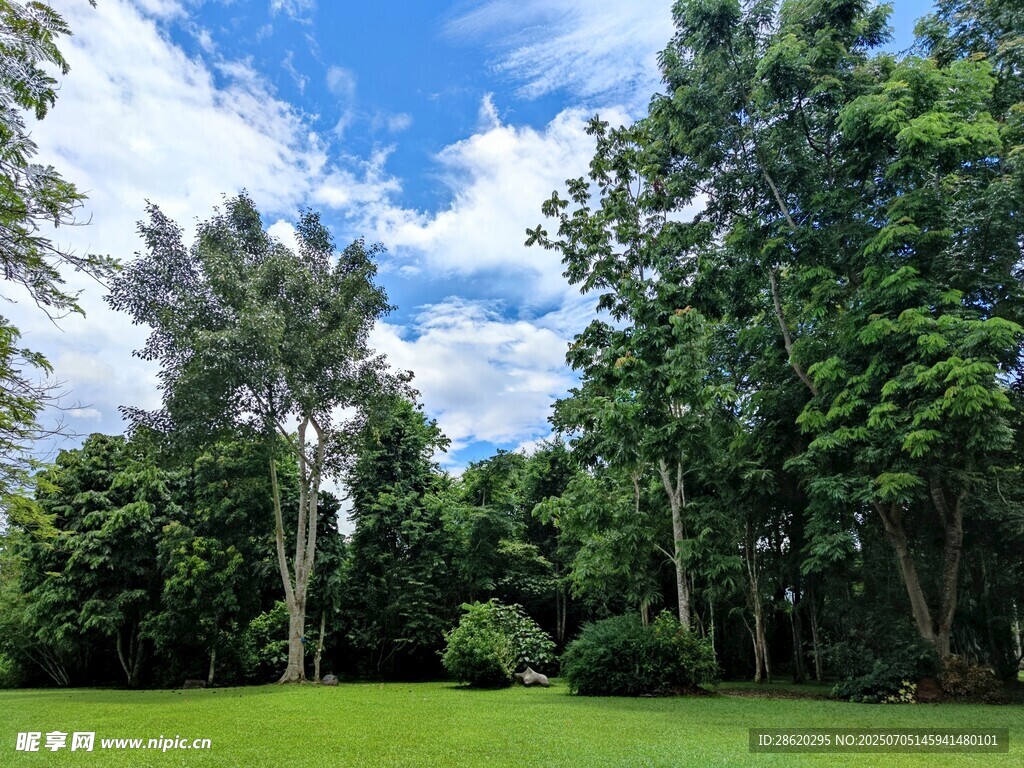 热带雨林绿意盎然的户外森林草地
