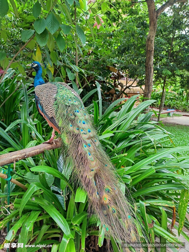 孔雀栖息于繁茂绿植间