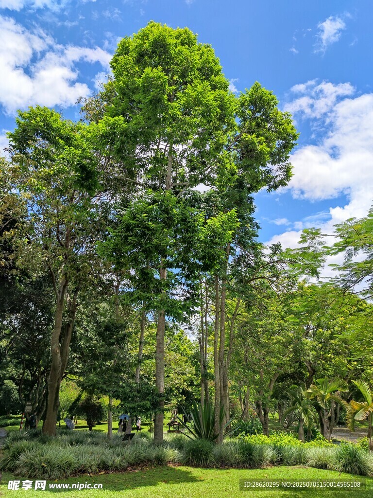 热带雨林风景夏日葱郁森林景观
