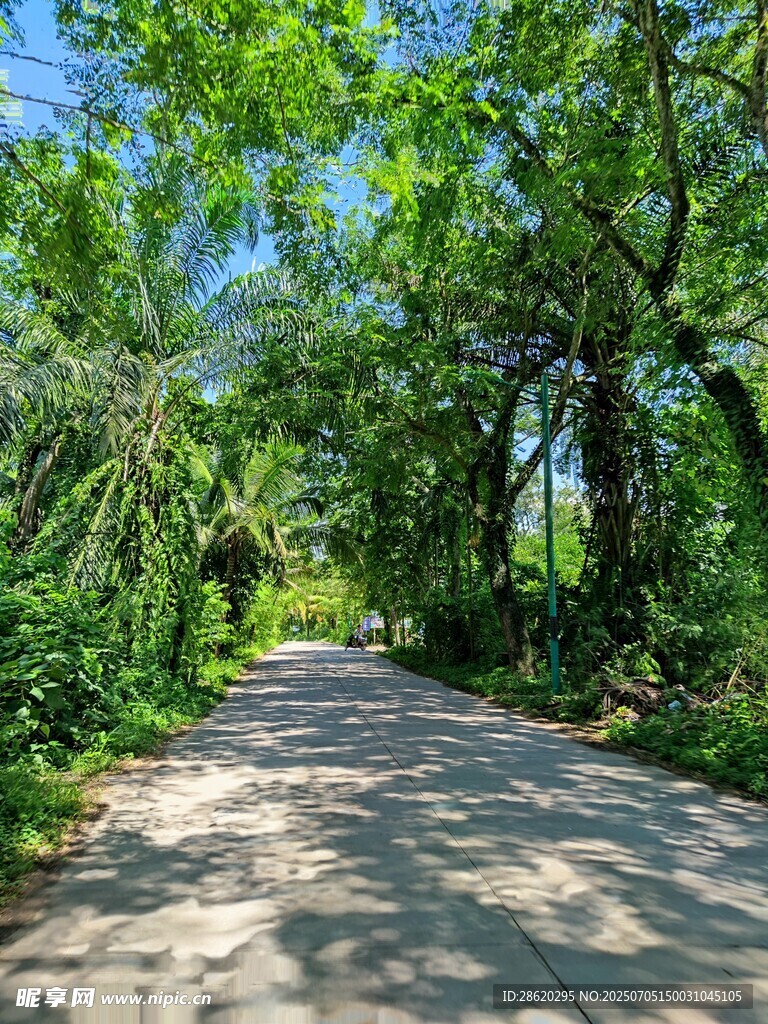 热带风景小道绿意盎然