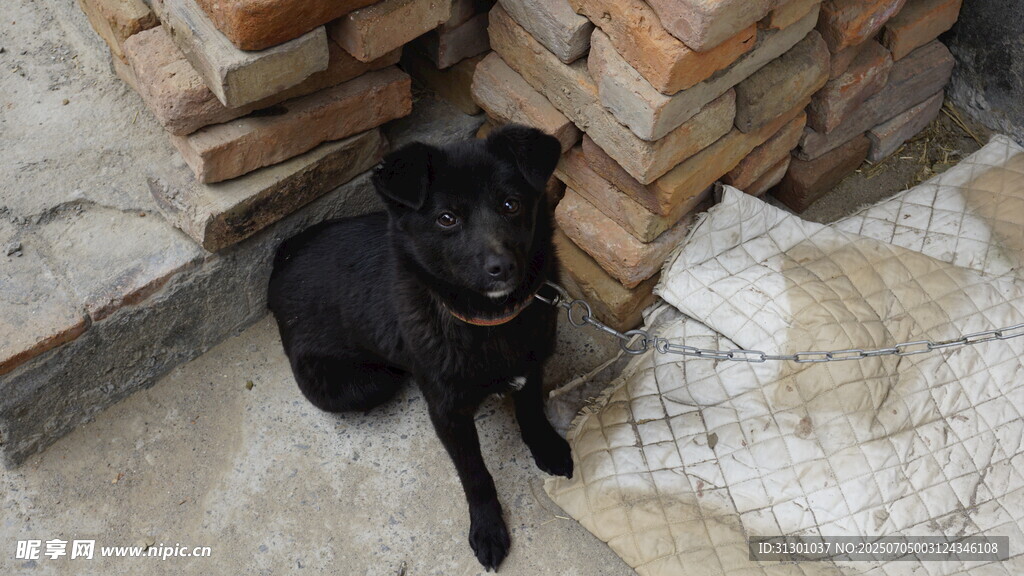 黑犬静卧于石砖地面