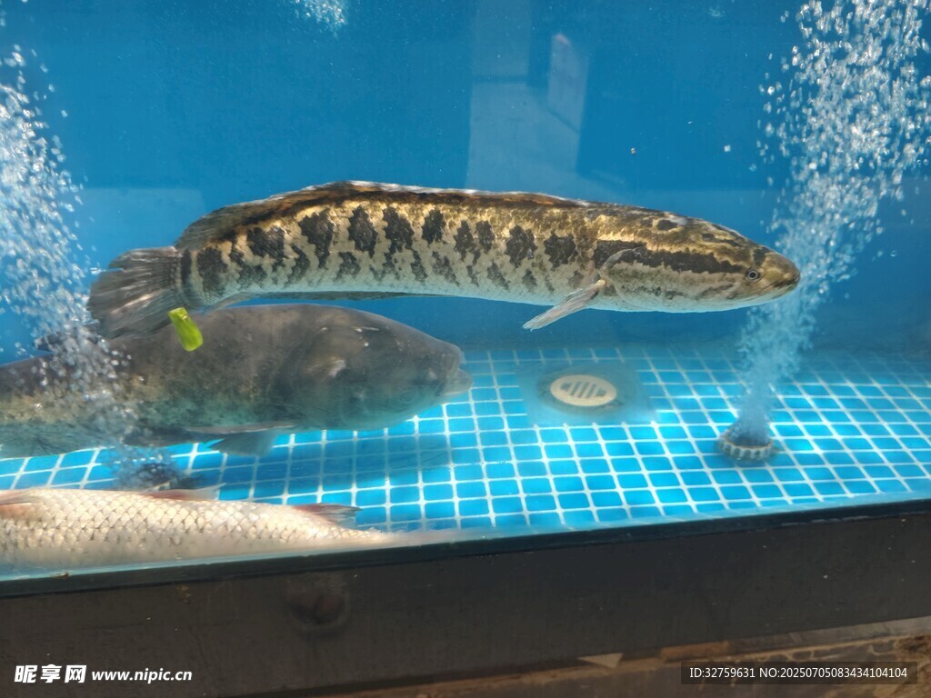 水族箱中的斑纹鱼