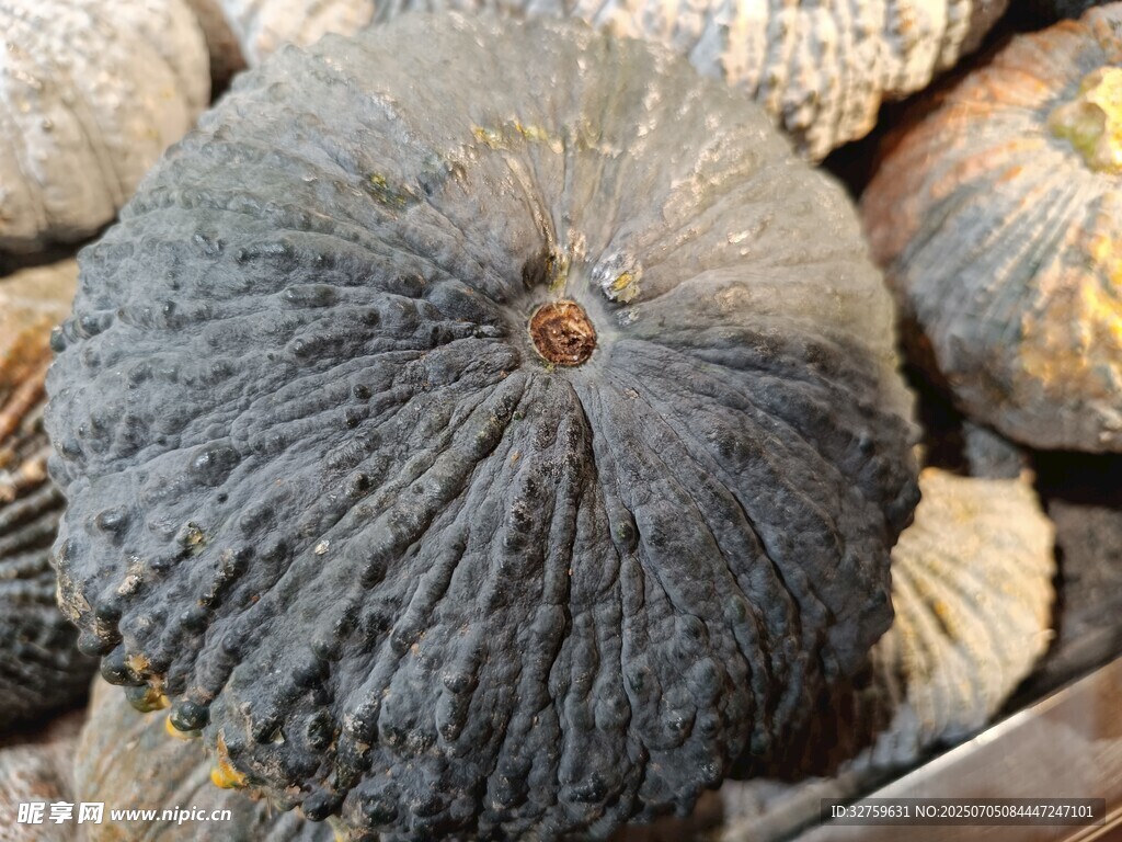黑皮南瓜特写