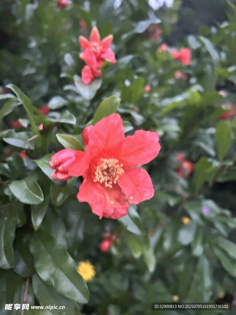 娇艳石榴花绽放枝头