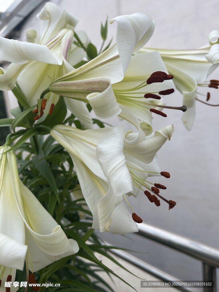 优雅绽放的白色百合花
