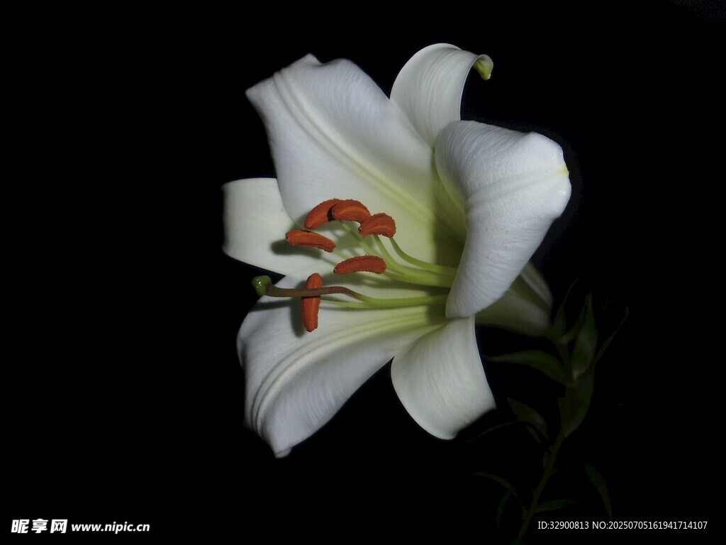 白色百合花特写