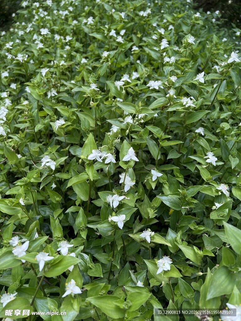 绿叶白花的繁茂植物景观