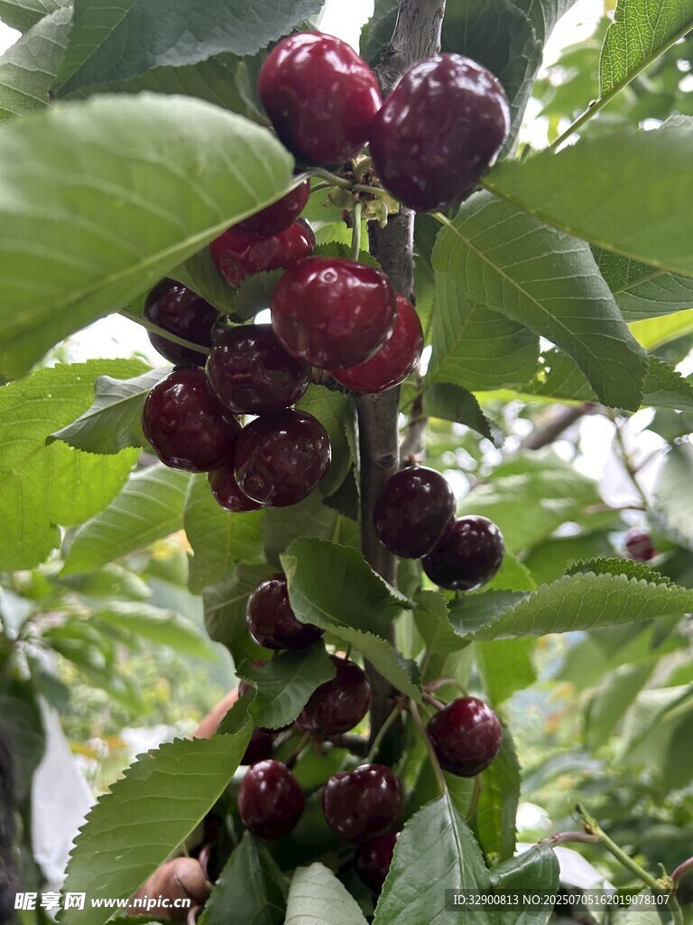 枝头饱满的车厘子