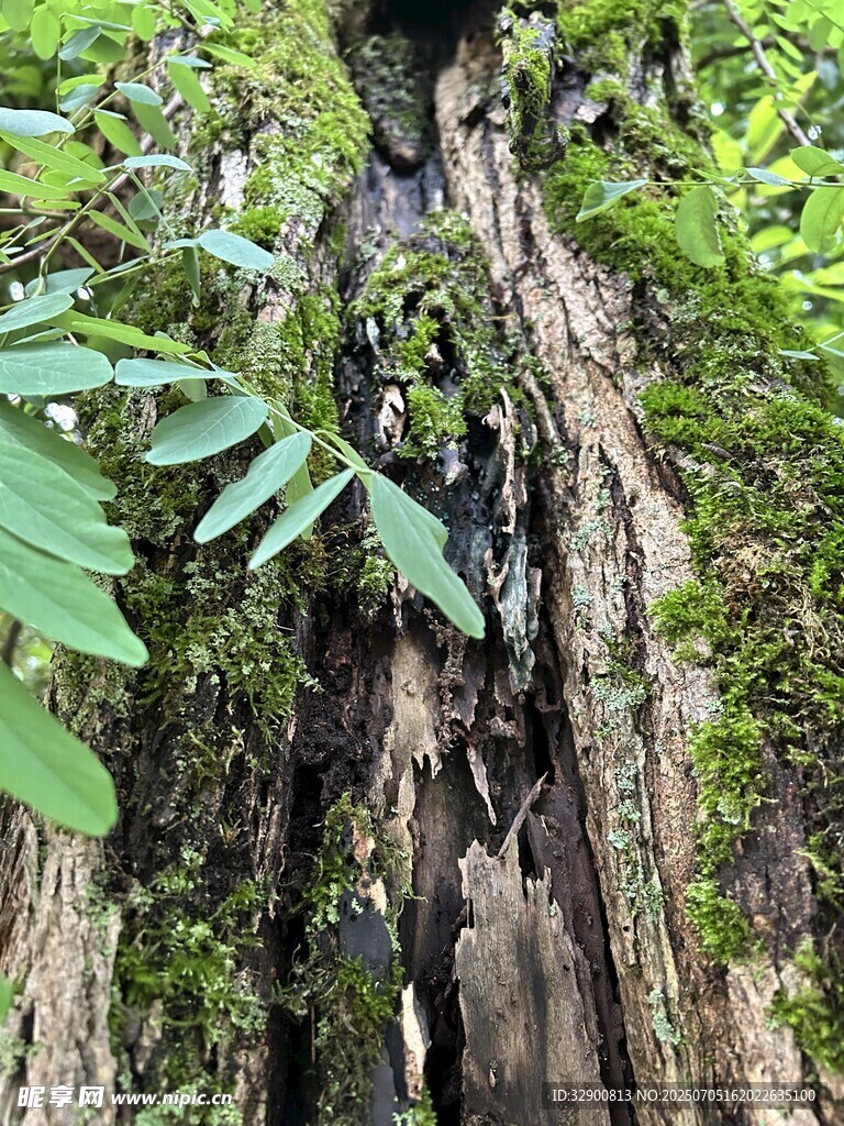 树干上的蕨类与苔藓植物