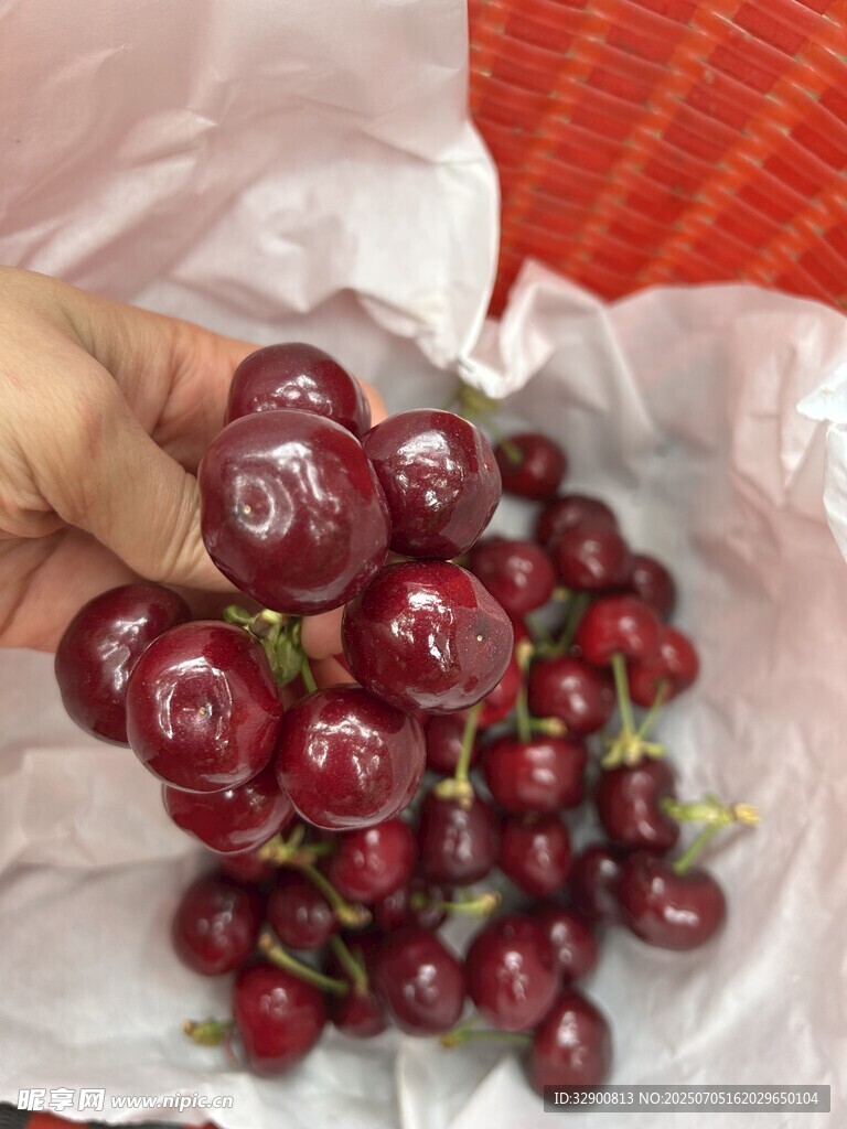 手捧新鲜饱满的红樱桃