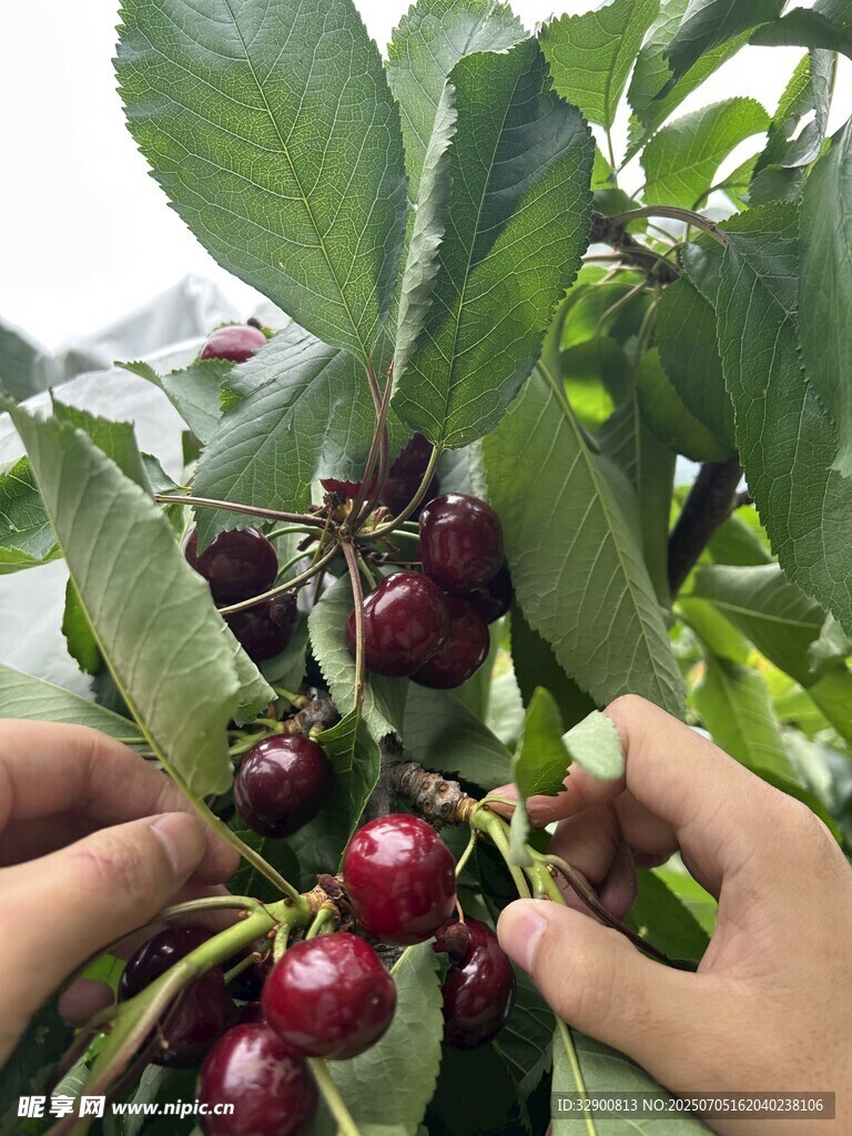 采摘新鲜樱桃的美好瞬间