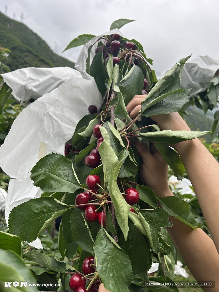 手摘枝头红樱桃