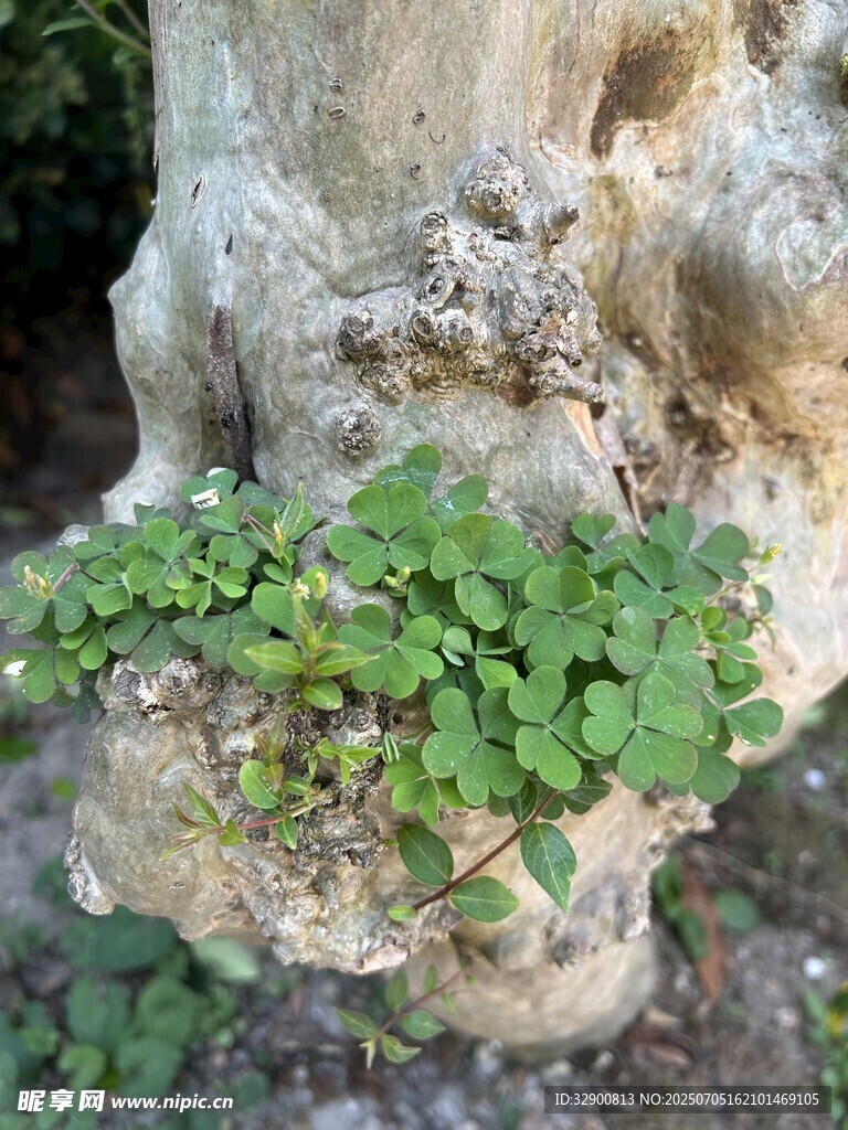 树干上生长的翠绿植物