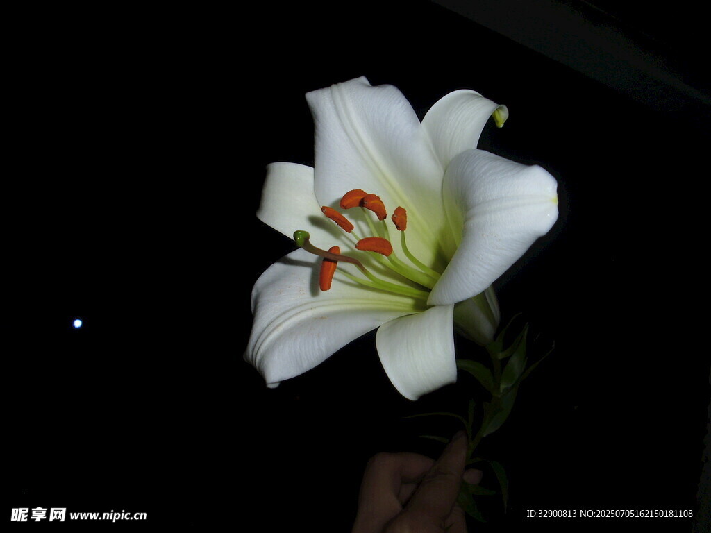 夜间绽放的白色百合花