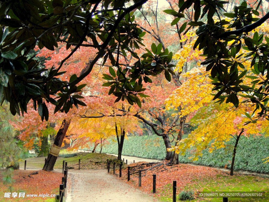 秋日公园小径美景