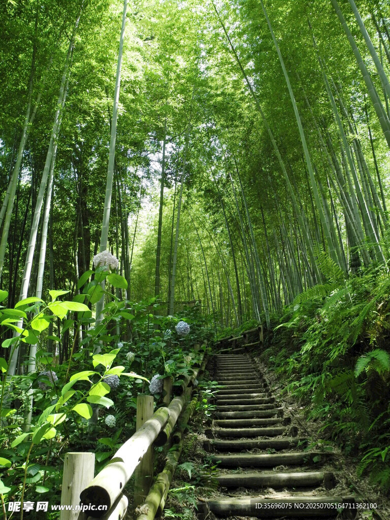 竹林中的石阶小径