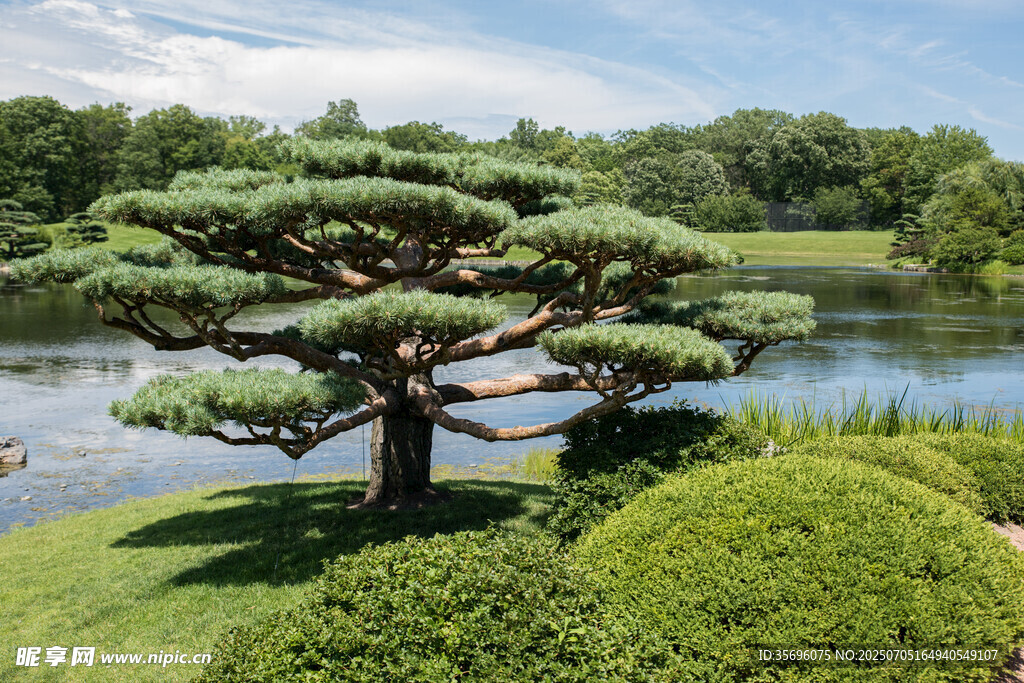 湖畔造型松与绿植景观