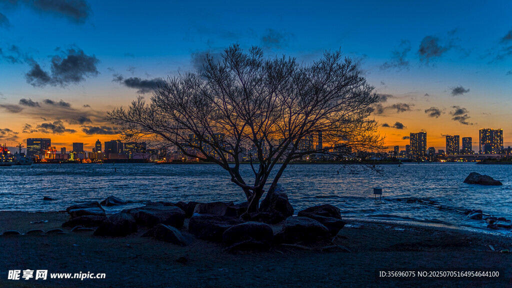 夕阳下孤树与城市天际线