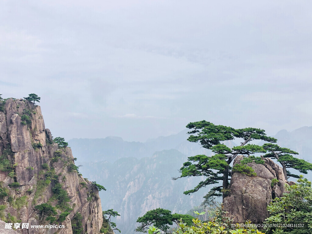 黄山奇峰上的苍松景观