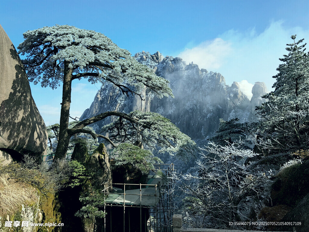 雪覆山林中的挺拔松树