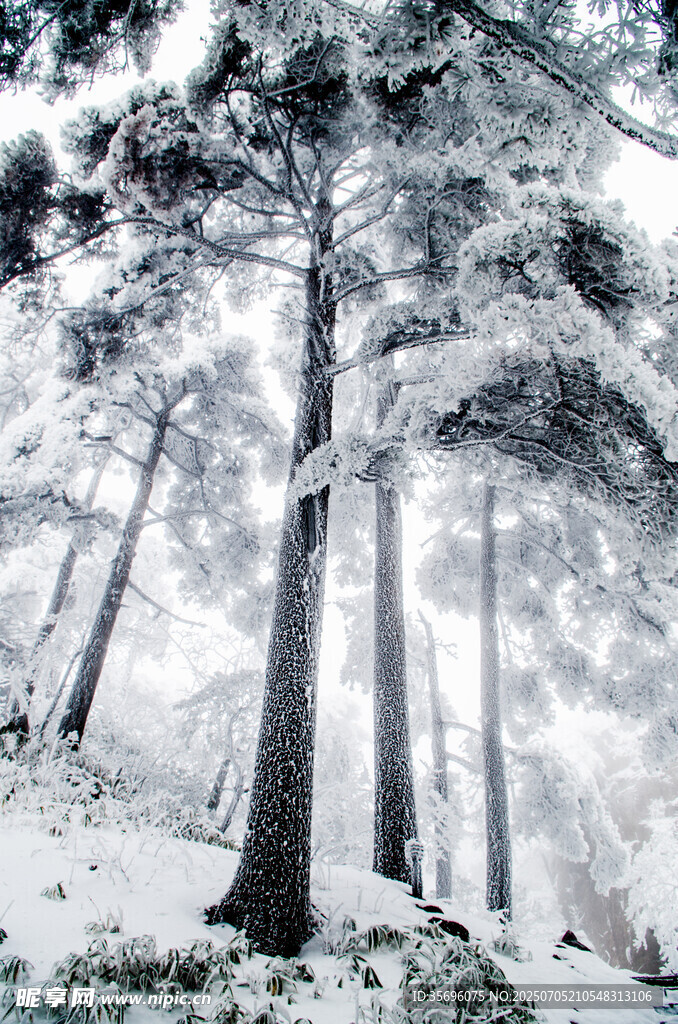 雪覆松林的静谧冬日景象