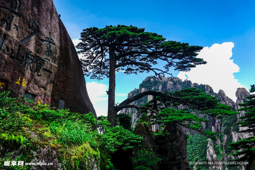 黄山奇峰旁的挺拔松树