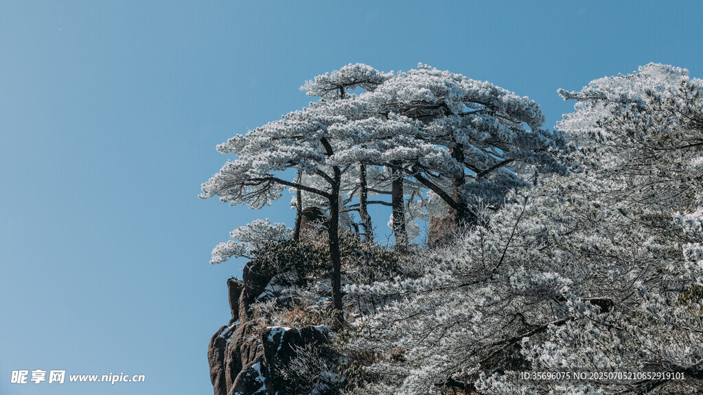 雪覆青松傲立蓝天峭壁