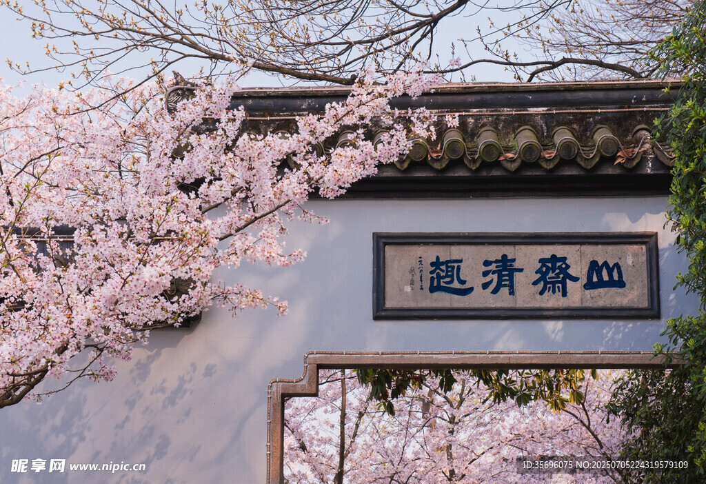 无锡鼋头渚樱花盛开