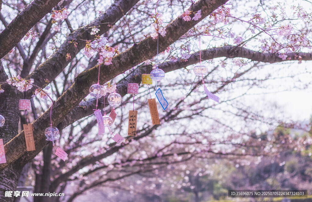 风铃樱花