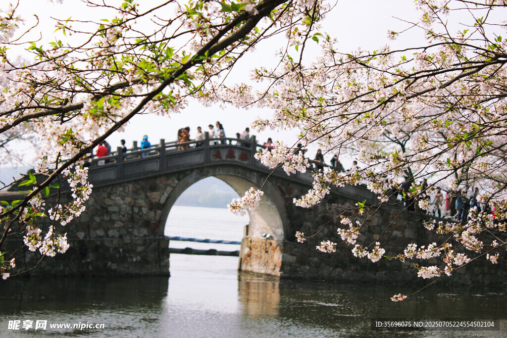 无锡鼋头渚樱花
