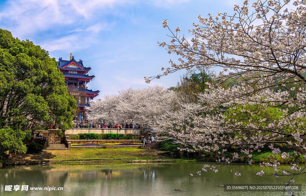 无锡鼋头渚樱花谷美景