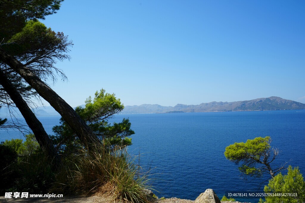 海边松林与辽阔蓝色海景
