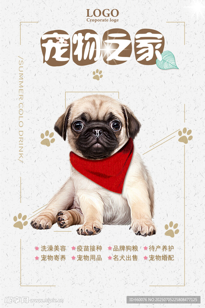 可爱巴哥犬 萌态尽显