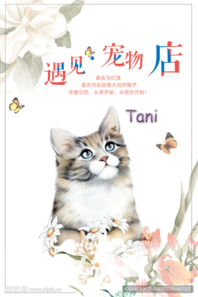 可爱猫咪Toni的温馨画面