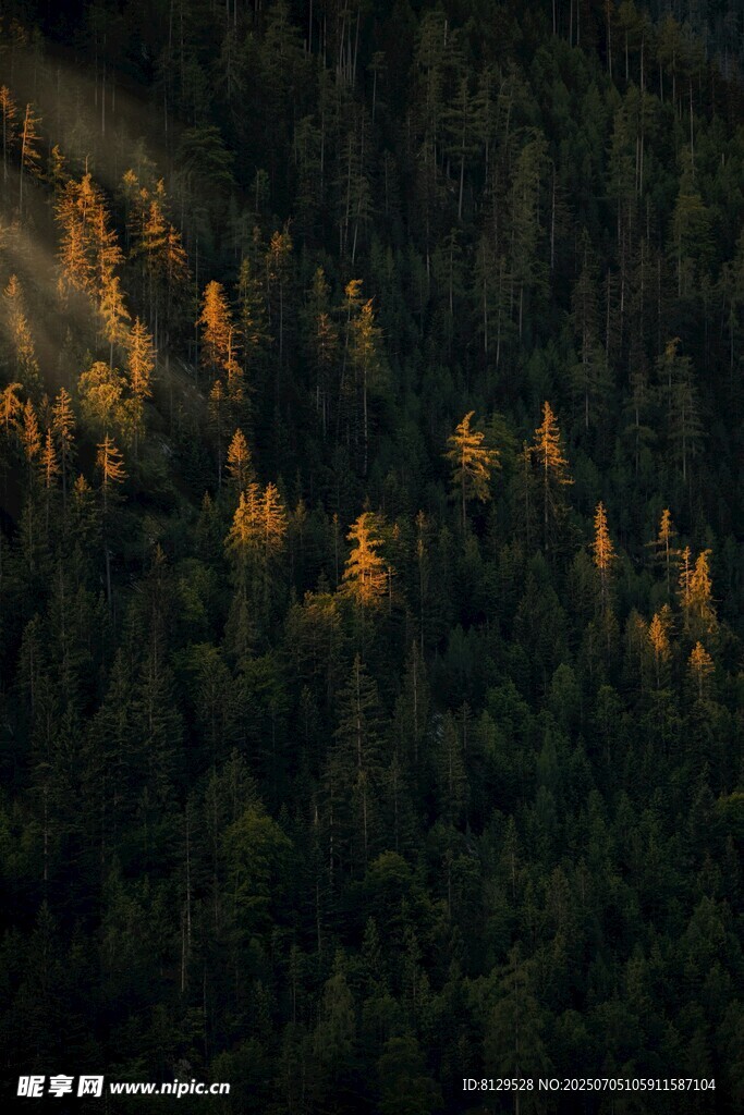 山林间的光影斑驳美景