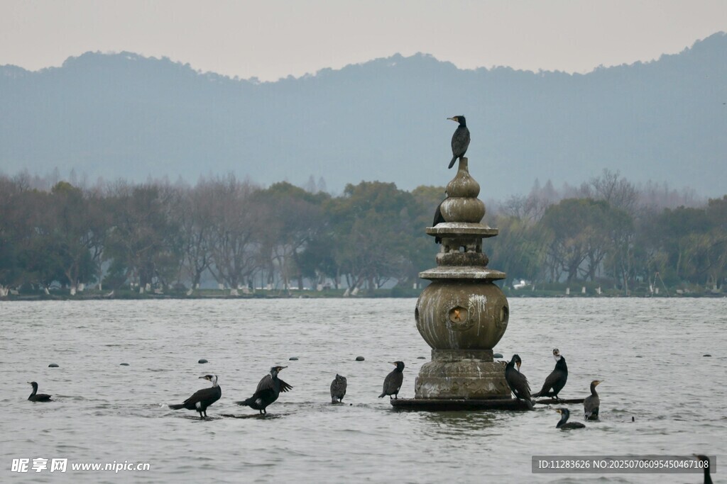 西湖三潭印月飞鸟景致