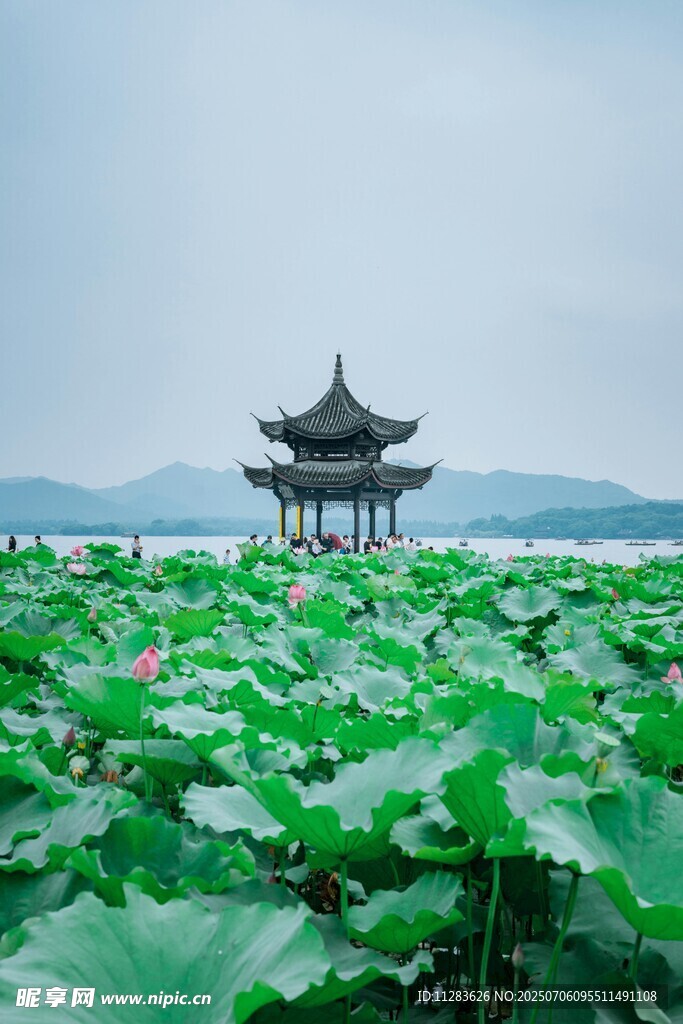荷塘中的古典亭阁