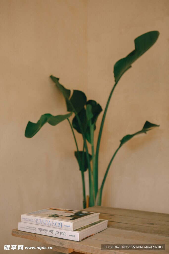 绿植置于书本上的温馨场景