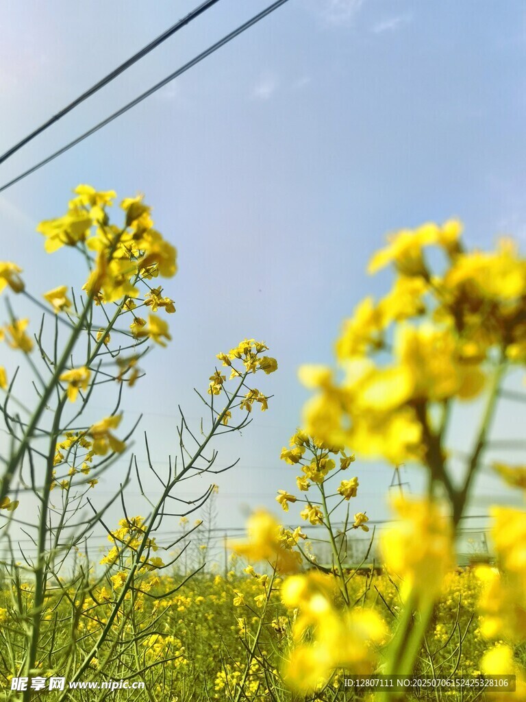 屋里后面的油菜花