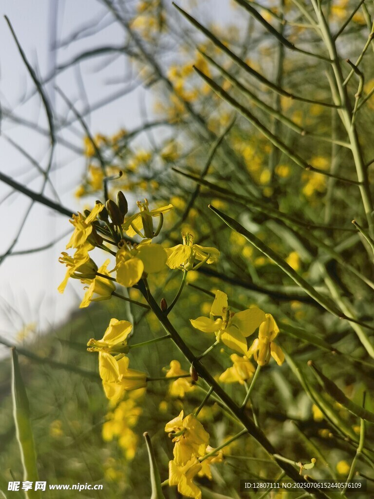 屋里后面的油菜花