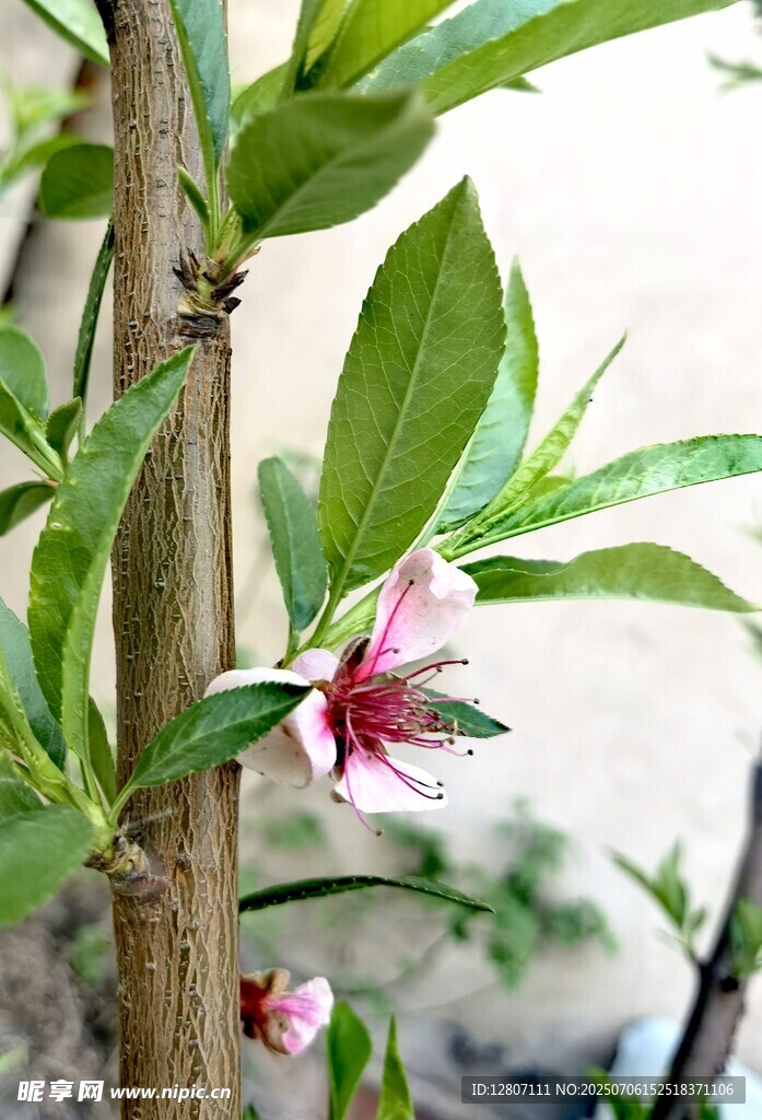 屋旁边小房子后面