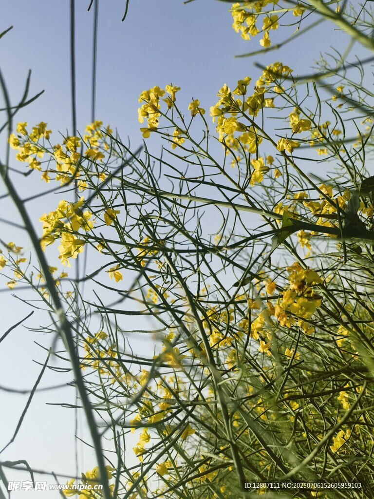 油菜花