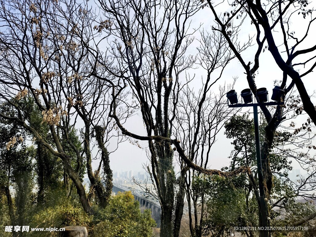 小龟山 绿植