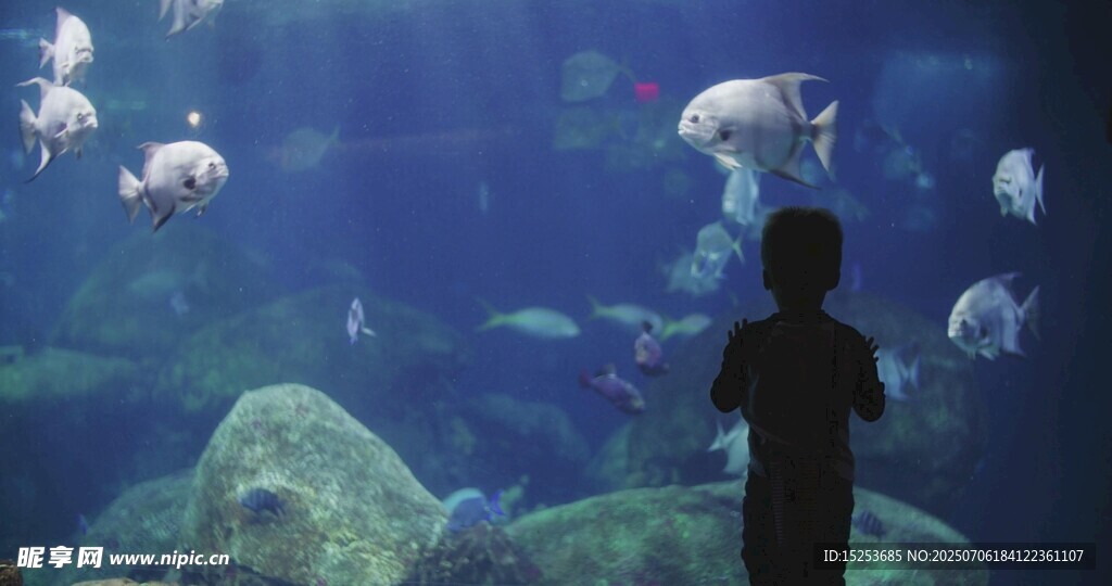 小孩观赏水族馆中的鱼