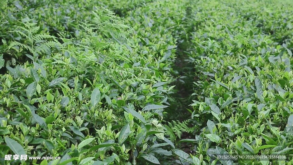 翠绿茶园生机盎然