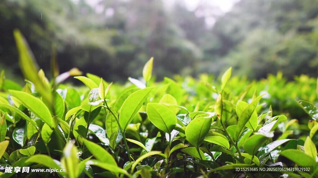翠绿茶园清新自然之景