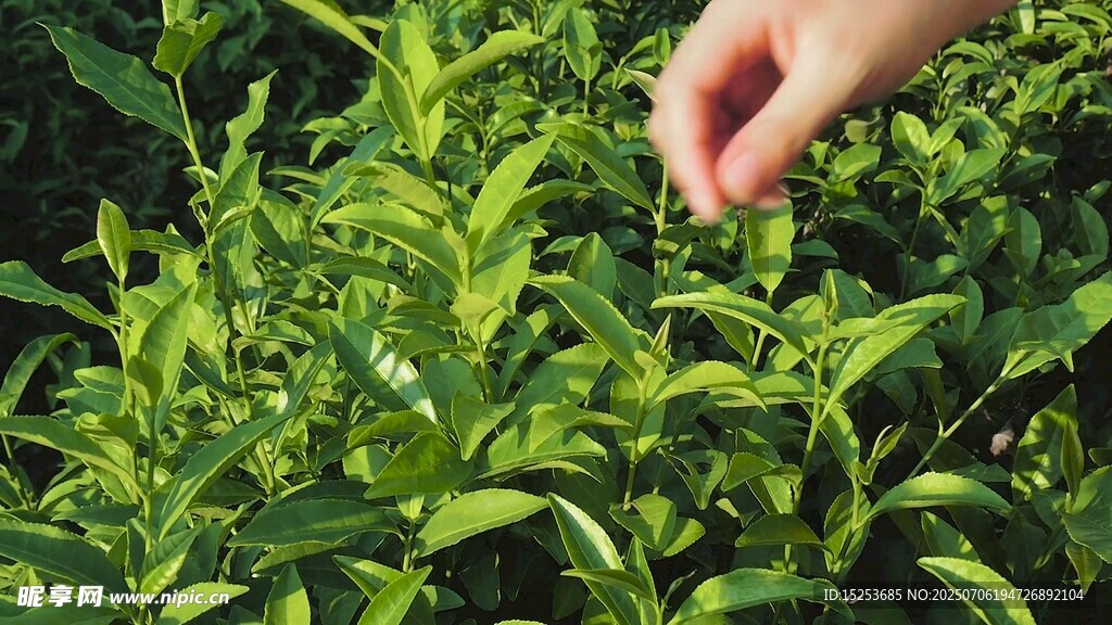 手采鲜嫩茶叶